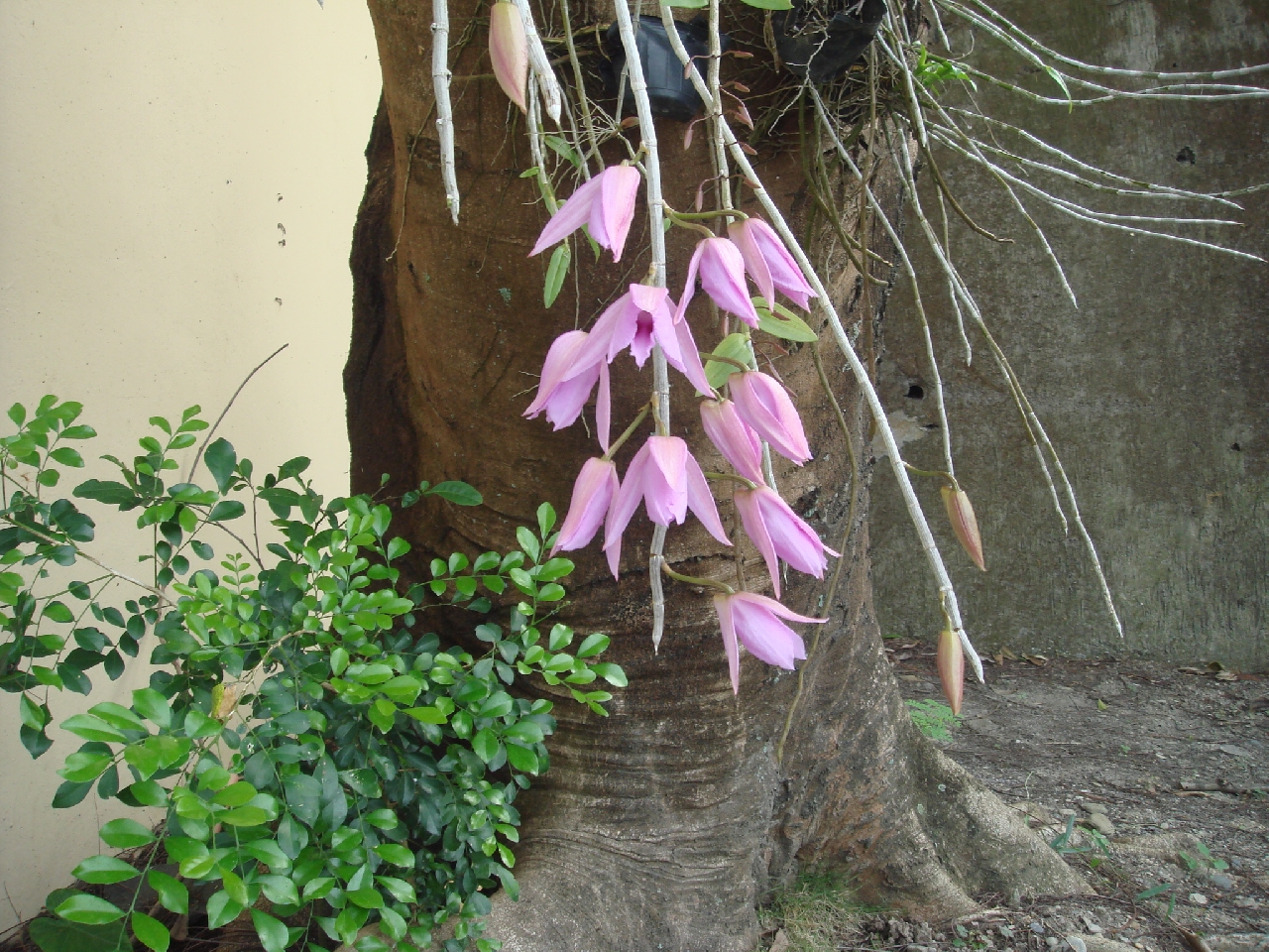 DSC04335.JPG